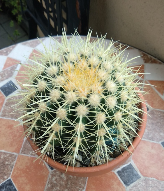 Echinocactus g.  brevis..jpeg